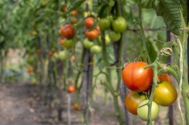 Kırmızı domates Bahçe, hasat, taze üretmek hazır olgunlaşma