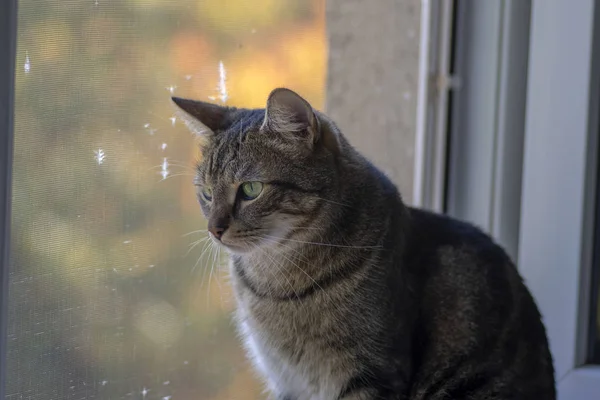 Симпатичная Мраморная Кошка Наслаждается Осенним Видом Окна Помещении Пытается Милым — стоковое фото