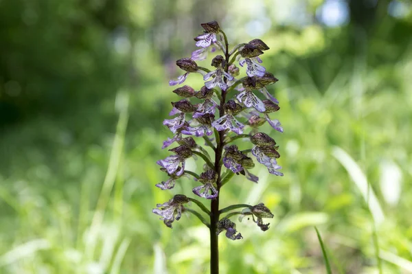 Orchis Purpurea Lady Orchideeën Bloei — Stockfoto