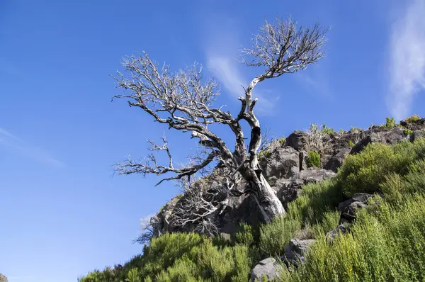 stock image Pico Ruivo hiking, above clouds, amazing magic landscape, incredible views, sunny weather with low clouds, island Madeira, Portugal