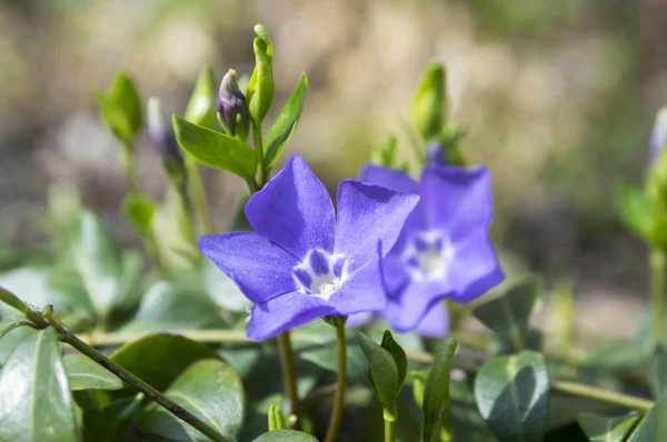 Vinca Mindre Lesser Periwinkle Dvärg Periwinkle Liten Snäcka Gemensamma Periwinkle — Stockfoto