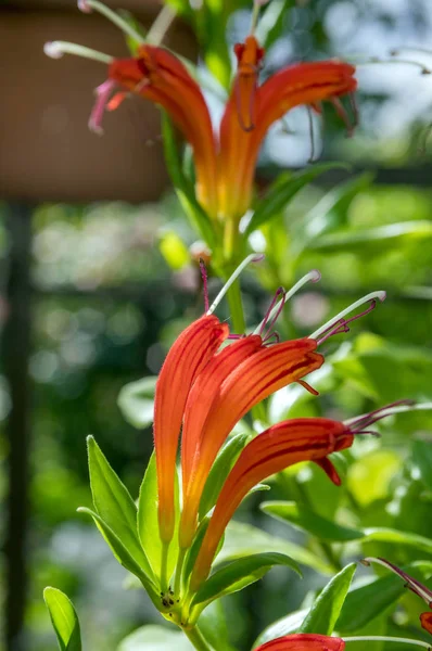 Aeschynanthus Speciosus Flor Flores Vermelhas Alaranjadas Bonitas Planta Ornamental — Fotografia de Stock