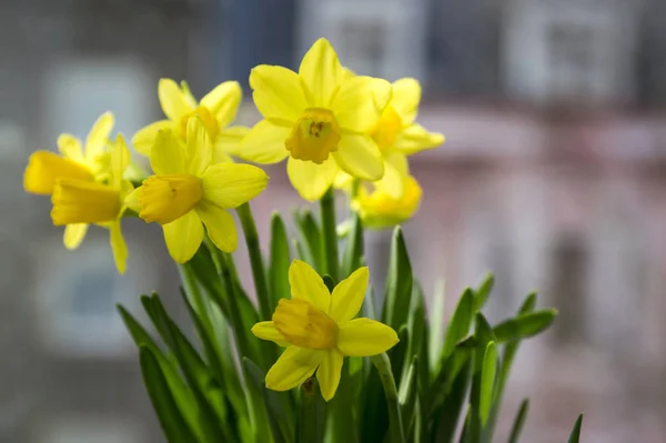 Gelbe Und Orangefarbene Narzissen Zierblumen Frühlingsgarten — Stockfoto