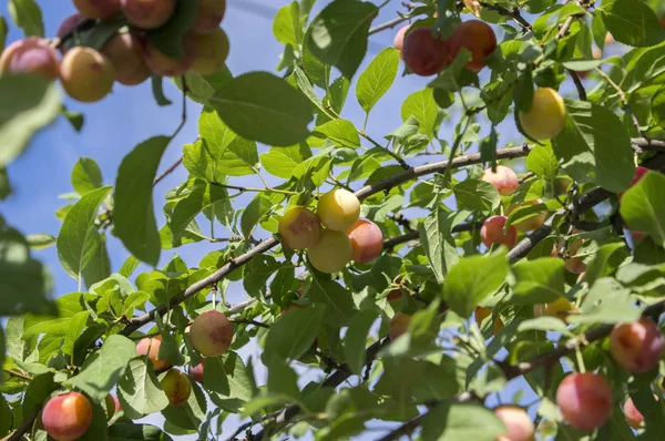 Prunus cerasifera cherry plum tree, myrobalan plum branches full of ripening fruits, green foliage