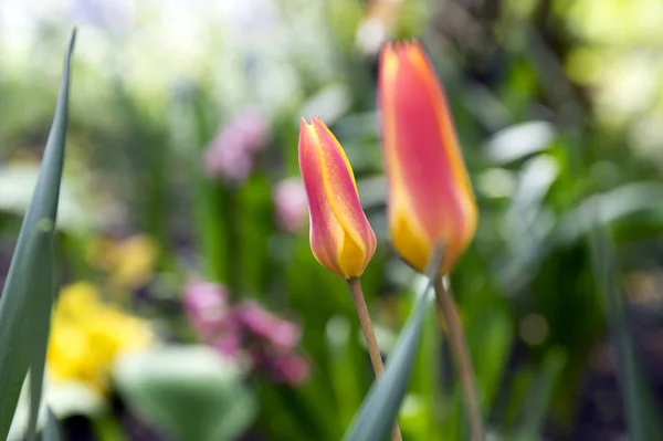 Tulipa Fabata Chrysantha Bloom Fluence Golden Lady Tulips — стоковое фото