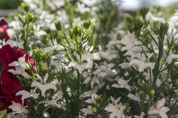 Felia Erinus Alba Bloom Пучок Удивительных Горшечных Цветов Балконе Солнечном — стоковое фото