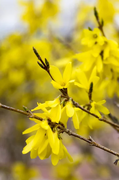 Buisson Printanier Forsythia Fleurs — Photo