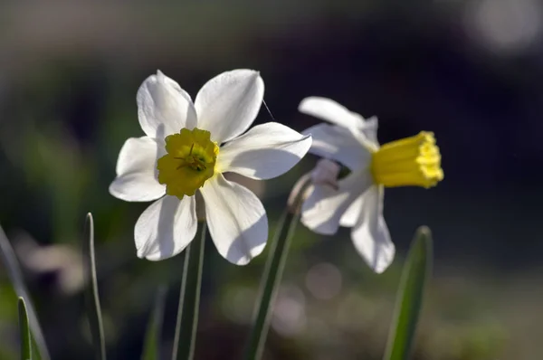 Weiß Gelbe Narzisse Sonnenlicht Voller Blüte Zwei Frühlingshaft Blühende Pflanzen — Stockfoto