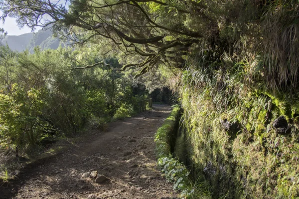 Levada Risco Turistisk Vandringsled Rabacal Madeira Portugal — Stockfoto