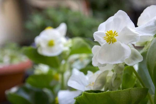 Begonia Cucullata Alba Bloom — Stock Photo, Image