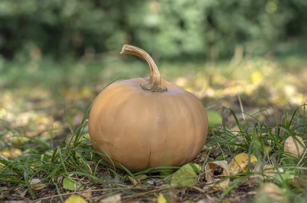 Una Calabaza Moscatel Hierba Hojas Otoño Color Beige Claro Naranja — Foto de Stock