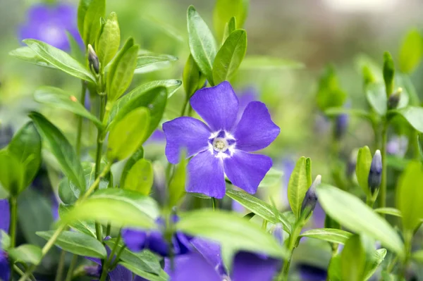 Vinca Mindre Lesser Periwinkle Dvärg Periwinkle Liten Snäcka Gemensamma Periwinkle — Stockfoto