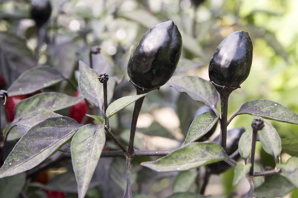 Black Olive Ornamental Capsicum Annuum Fruit Dark Leaves Black Red — Stock Photo, Image