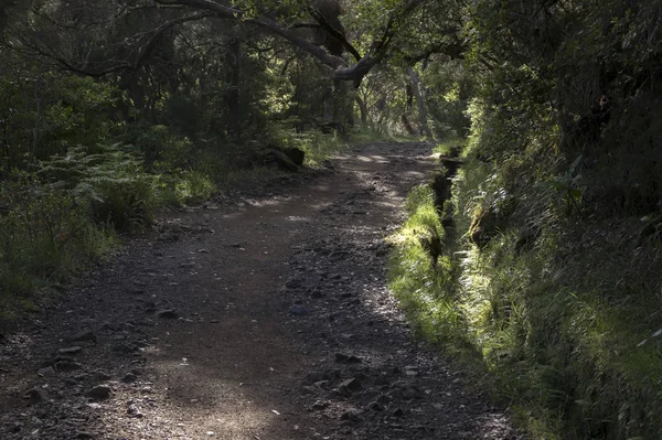 Levada Risco Trilha Turística Rabacal Ilha Madeira Portugal — Fotografia de Stock