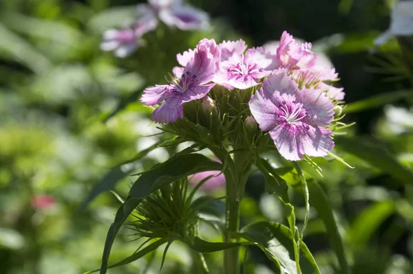 Dianthus Barbatus Blüht — Stockfoto