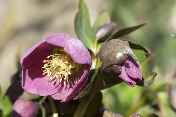 Helleborus Niger Ornamental Early Spring Flower Bloom Sunlight — Stock Photo, Image