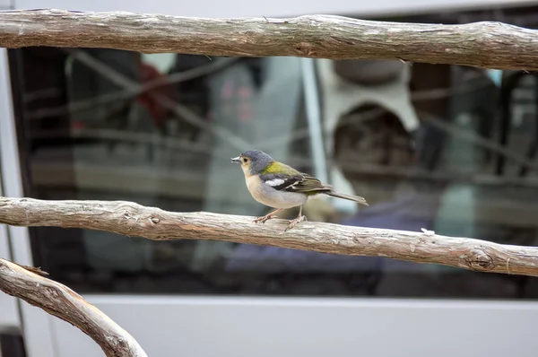 Fringilla Coelebs Maderensis Kleiner Frecher Vogel Farbenfroher Madeiranbuchfink Auf Holzgeländer — Stockfoto