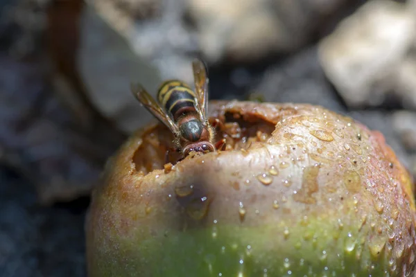 Big insect biting apple, largest eusocial wasp, european hornet macro close up view, funny animal