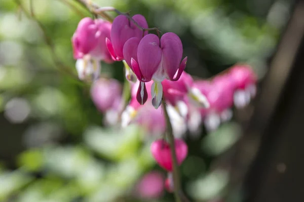 Dicentra Spectabilis Asian Bleeding Hearts Heart Shaped Flowers — Stock Photo, Image