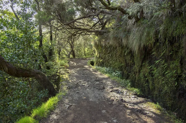 Levada Risco Turistisk Vandringsled Rabacal Madeira Portugal — Stockfoto
