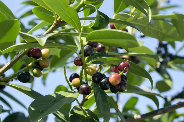 Prunus Laurocerasus Cherry Laurel Shrub Ripening Fruits Branches — Stock Photo, Image