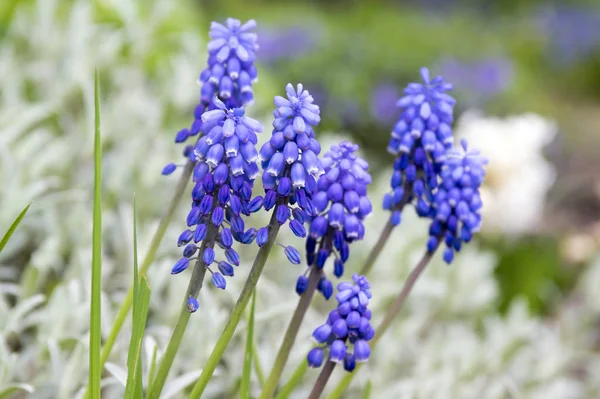 Muscari Armeniacum Blue Spring Bubous Flowers Bloom — Stock Photo, Image