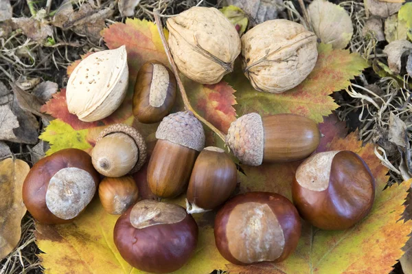 Καρύδι Βελανίδια Αμύγδαλα Και Κάστανα Χρώμα Φθινόπωρο Φύλλα — Φωτογραφία Αρχείου