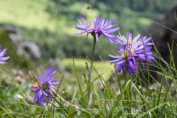 Астер Альпийский Пурпурно Фиолетовые Цветки Цветении Цветущее Горное Растение Цветущие — стоковое фото