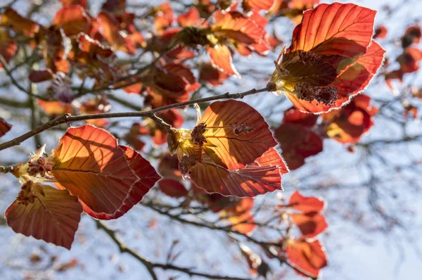 Fagus Silvatika Purpurea Mörka Röda Tidigt Våren Lämnar — Stockfoto