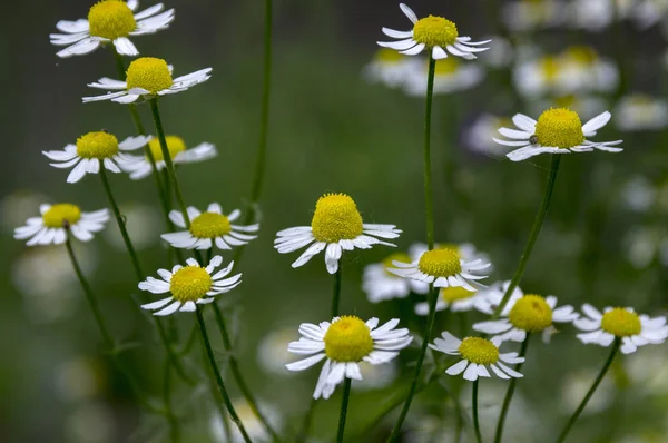 Matricaria Chamomilla Vonící Marunka Květu — Stock fotografie