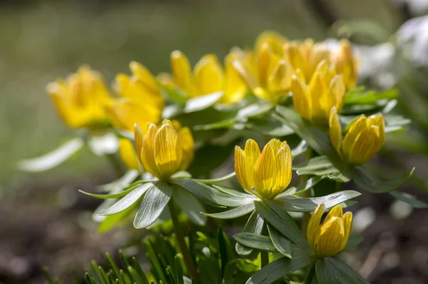 Ramo Acónito Amarillo Anaranjado Invierno Eranthis Flor Flores Bulbosas Principios — Foto de Stock