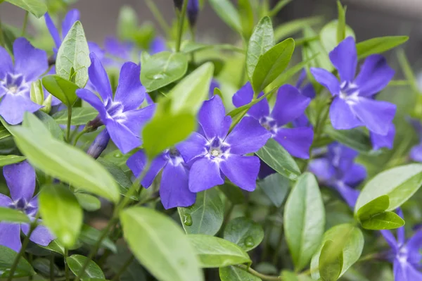 Vinca Minor Lesser Periwinkle Blomma Gemensamma Periwinkle Blom Prydnads Krypande — Stockfoto