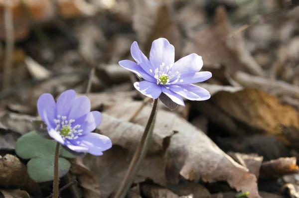 Hepatica Nochs Bloom Group Blue Violet Purple Small Flowers Early — стоковое фото