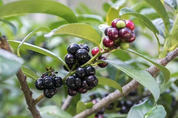 Prunus Laurocerasus Δαφνών Κερασιών Θάμνος Ωρίμανση Φρούτων Στα Κλαδιά — Φωτογραφία Αρχείου