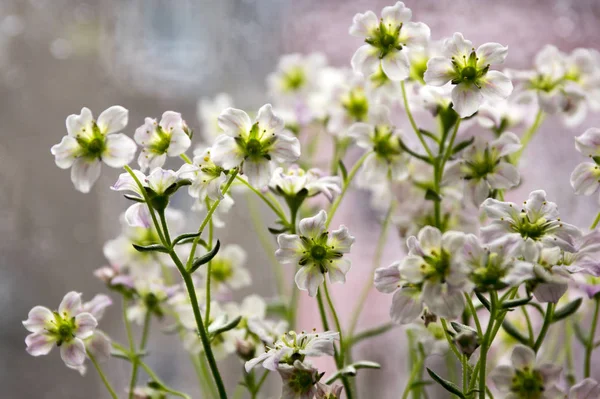 Světle Růžová Bílá Saxifraga Arendsi Květu Okrasná Skalka — Stock fotografie