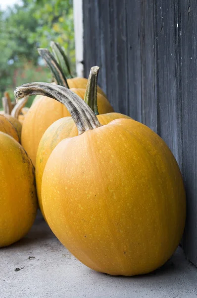 Cucurbita Pepo Cucurbita Maxima Közelében Fából Készült Fal Érett Zöldség — Stock Fotó