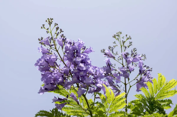 Çiçek Şaşırtıcı Mavi Mor Çiçekli Jakaranda Mimosifolia Ağacı — Stok fotoğraf