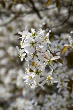 Amelanchier spicata ağacında bloom, hizmet berry beyaz süs çiçek ve tomurcukları