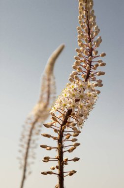 Rimia maritima, Urginea maritima, squill, deniz squill, deniz soğan, deniz squill, kırmızı squill, benzersiz Yunanistan soğanlı çiçek çiçeklenme