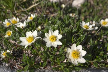 Dryas octopetala kutup alp çiçekli bitki sekiz yaprakları ile