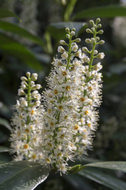 Kiraz ağacı çiçek açmış, çiçekler ve yapraklar