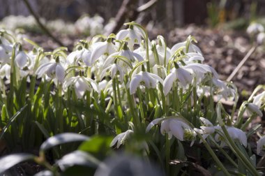 Galanthus nivalis, ortak kardelen çiçek, bahçede erken bahar soğanlı çiçek