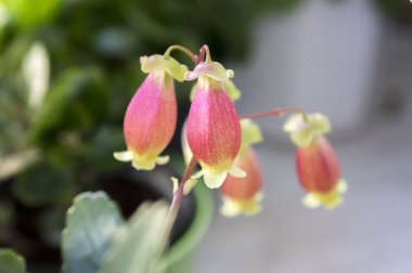 Aranjmani porphyrocalyx çiçek çiçekler bell ile etli bitki şeklinde, pembe ve sarı çiçek kök üzerinde