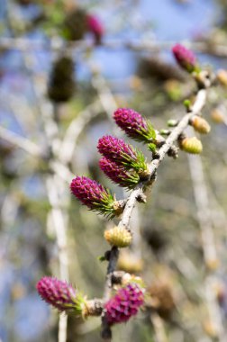 Bloom, erken ilkbaharda, dalları üzerinde mor koniler Larix decidua