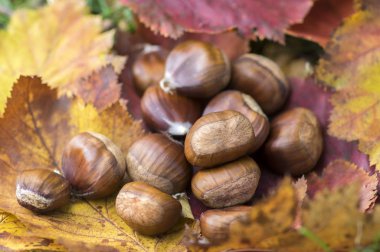 Tatlı kestane renk sonbahar yaprakları