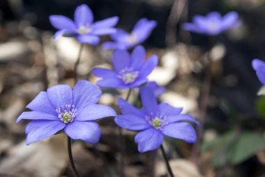 Mantarı nobilis Bloom, Grup mavi menekşe mor küçük güzel kır çiçekleri, erken bahar kır çiçekleri