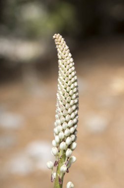 Rimia maritima, Urginea maritima, squill, deniz squill, deniz soğan, deniz squill, kırmızı squill, benzersiz Yunanistan soğanlı çiçek çiçeklenme