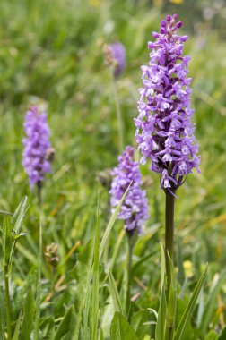 Gymnadenia conopsea, görünümü kadar yakın