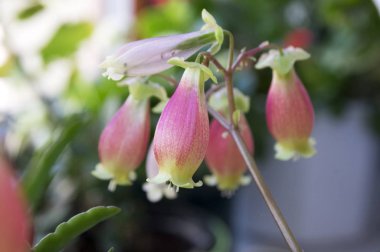 Aranjmani porphyrocalyx çiçek çiçekler bell ile etli bitki şeklinde, pembe ve sarı çiçek kök üzerinde