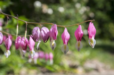 Dicentra spectabilis Asya kanayan kalpler, kalp çiçek şeklinde.